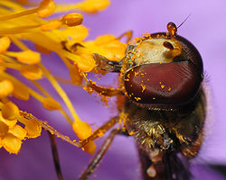 Marmelade fly sitting on a grey-haired rockrose, its face and legs covered in pollen.